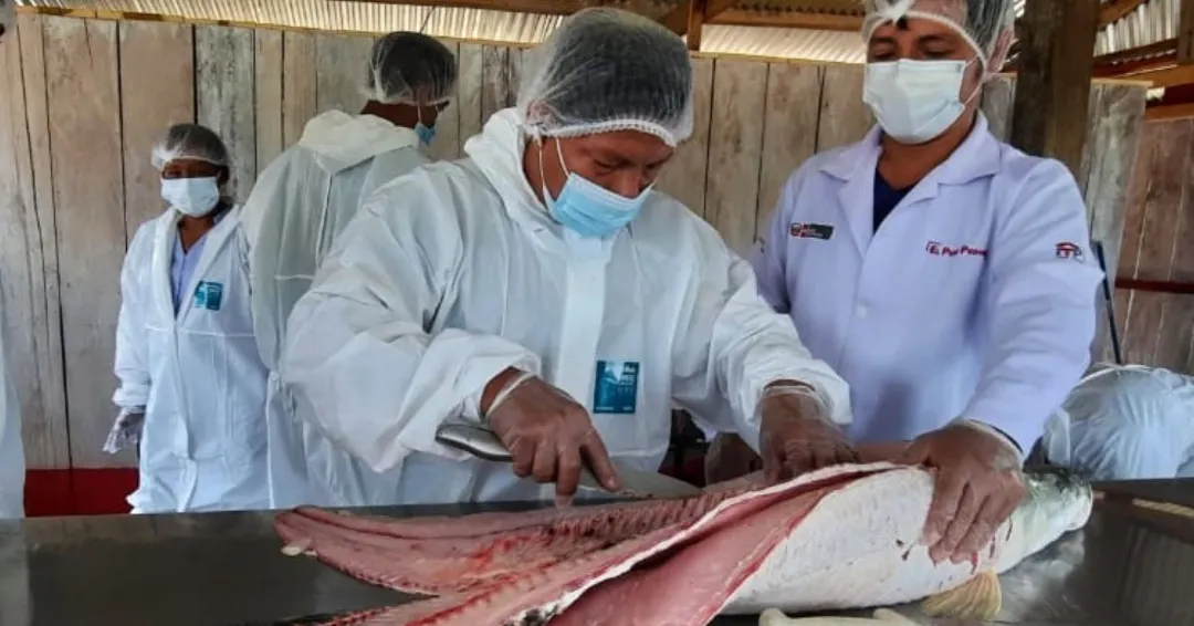 Primer lote de paiche sale con código de origen verificable