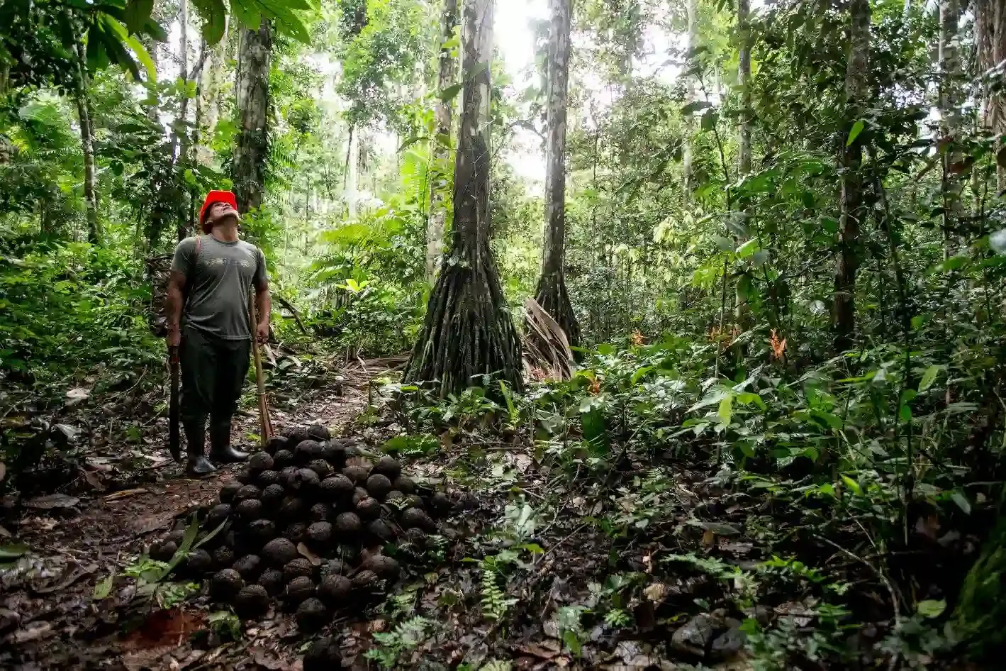 Cosecha de aguaje en el bosque inundable