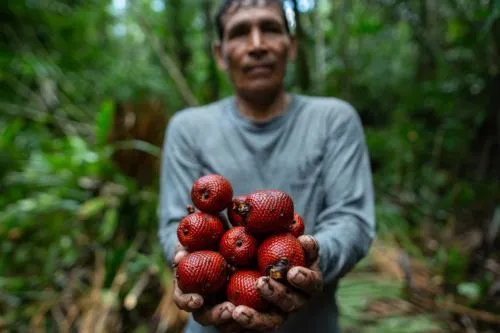 Cosechar el aguaje sin tumbar la palmera